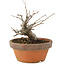 Pourthiaea villosa, 14 cm, ± 8 jaar oud