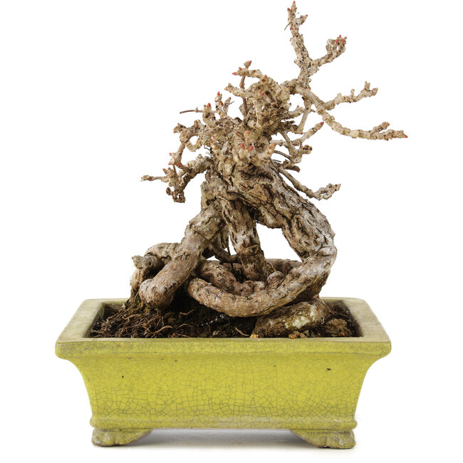 Parthenocissus, 17 cm, ± 15 jaar oud