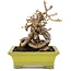 Parthenocissus, 17 cm, ± 15 jaar oud