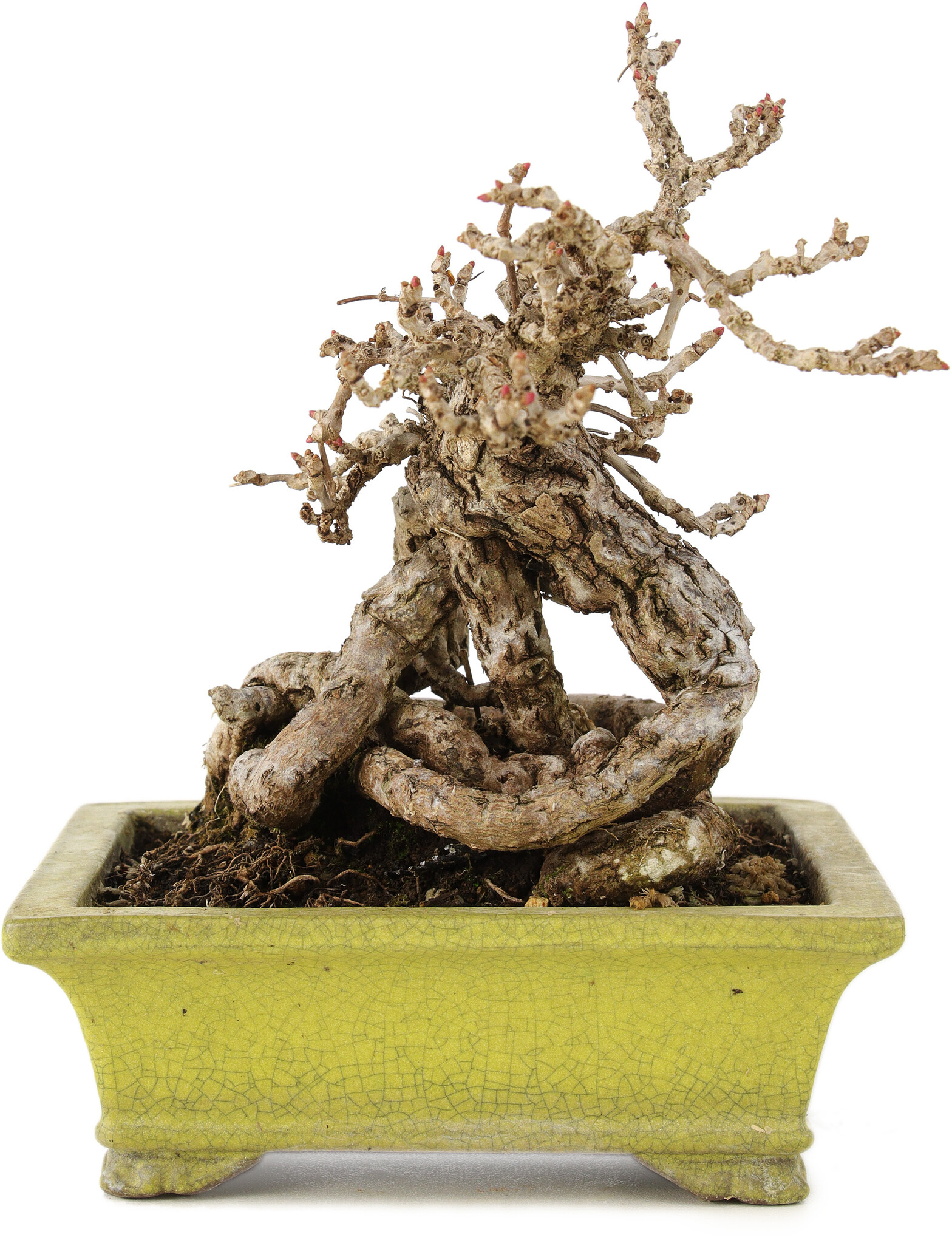 Parthenocissus, 17 cm, ± 15 years old - Bonsai Plaza