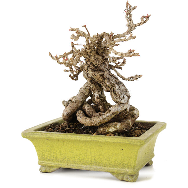 Parthenocissus, 17 cm, ± 15 jaar oud