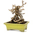 Parthenocissus, 17 cm, ± 15 jaar oud