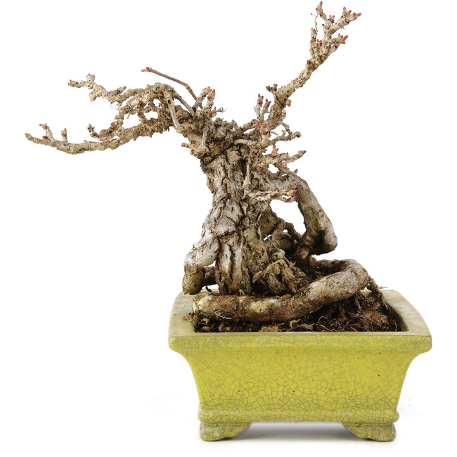 Parthenocissus, 17 cm, ± 15 jaar oud