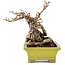 Parthenocissus, 17 cm, ± 15 jaar oud
