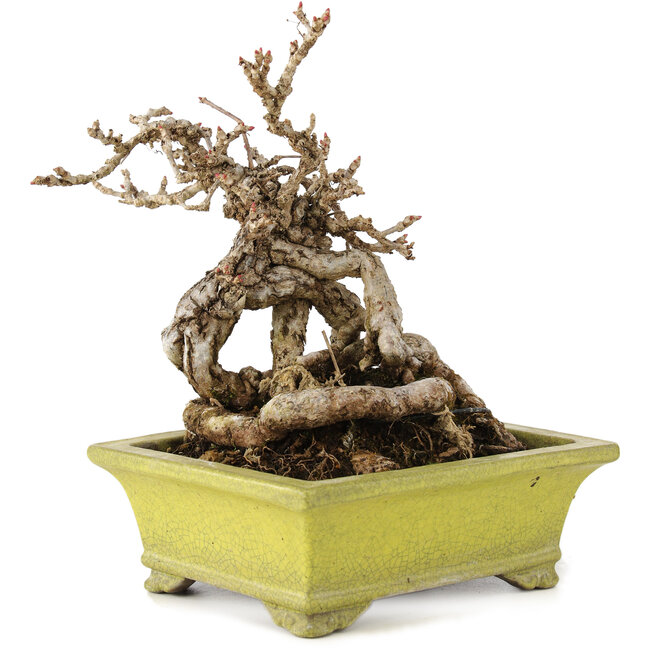 Parthenocissus, 17 cm, ± 15 anni