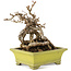 Parthenocissus, 17 cm, ± 15 jaar oud