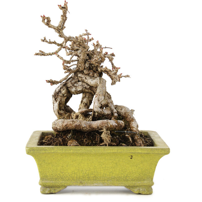 Partenociso, 17 cm, ± 15 años