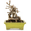 Parthenocissus, 17 cm, ± 15 jaar oud