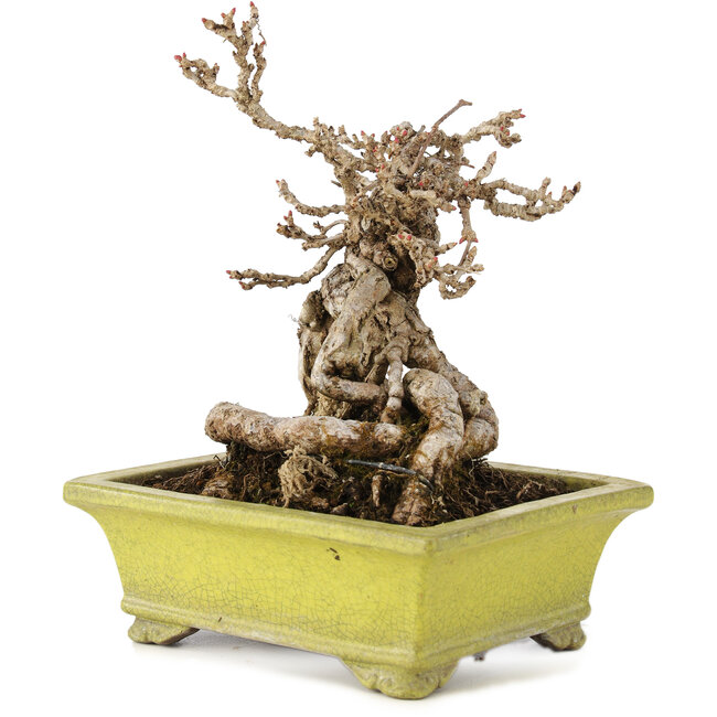 Parthenocissus, 17 cm, ± 15 anni