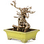 Parthenocissus, 17 cm, ± 15 jaar oud
