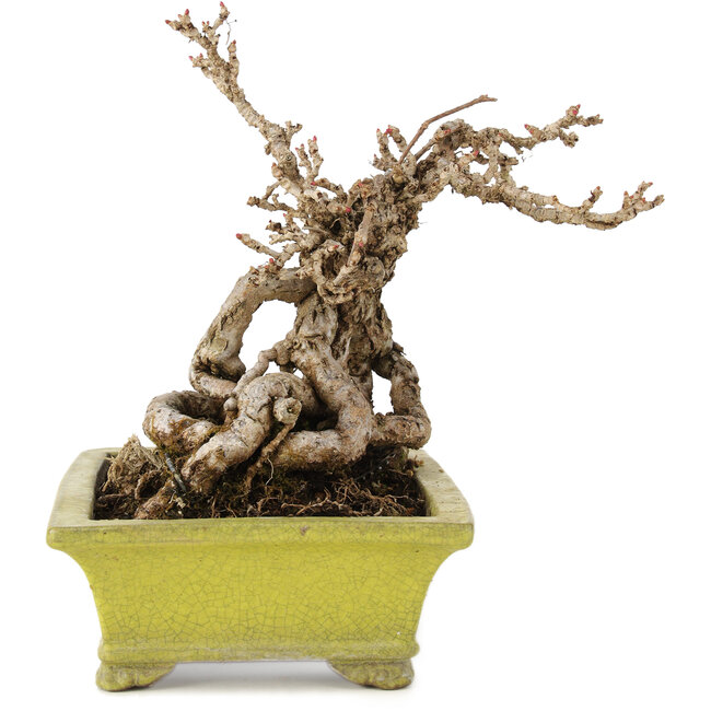 Parthenocissus, 17 cm, ± 15 Jahre alt