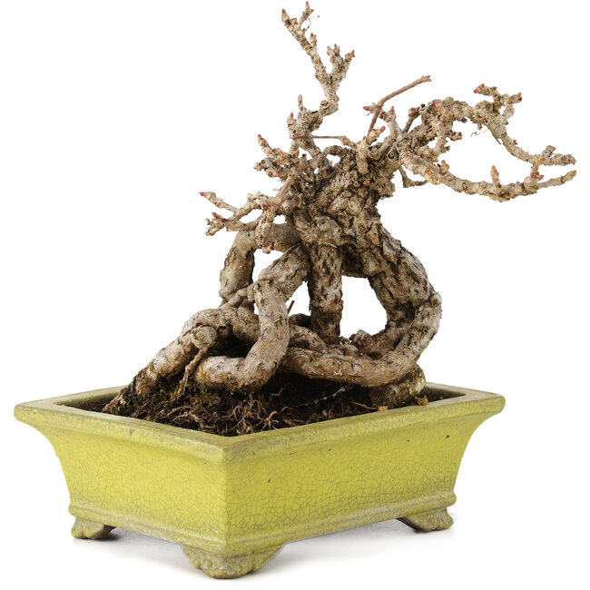 Parthenocissus, 17 cm, ± 15 jaar oud