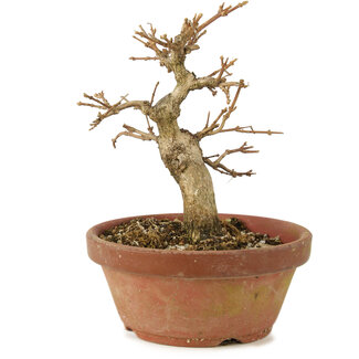 Premna japonica, 14,5 cm, ± 8 años