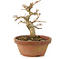 Premna japonica, 14,5 cm, ± 8 anni