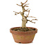 Premna japonica, 14,5 cm, ± 8 anni