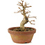 Premna japonica, 14,5 cm, ± 8 anni