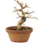 Premna japonica, 14,5 cm, ± 8 anni