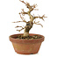 Premna japonica, 14,5 cm, ± 8 anni