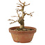 Premna japonica, 14,5 cm, ± 8 anni