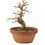 Premna japonica, 14,5 cm, ± 8 anni