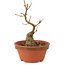 Acer buergerianum, 14 cm, ± 5 years old
