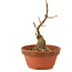 Acer buergerianum, 14 cm, ± 5 years old