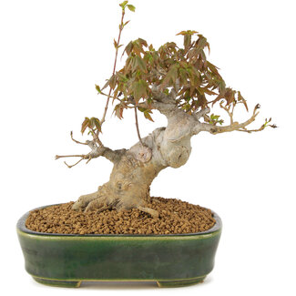 Acer buergerianum, 14 cm, ± 10 anni