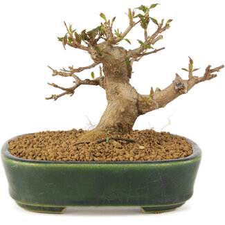 Acer buergerianum, 10,5 cm, ± 10 anni