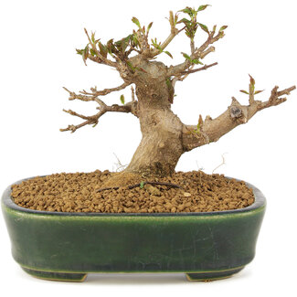 Acer buergerianum, 10,5 cm, ± 10 años
