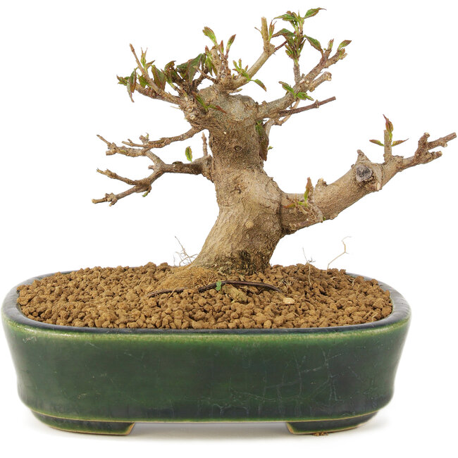 Acer buergerianum, 10,5 cm, ± 10 years old