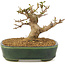 Acer buergerianum, 10,5 cm, ± 10 anni