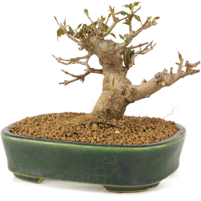 Acer buergerianum, 10,5 cm, ± 10 years old