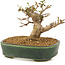 Acer buergerianum, 10,5 cm, ± 10 anni