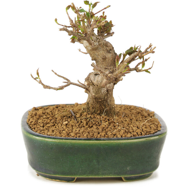 Acer buergerianum, 10,5 cm, ± 10 jaar oud