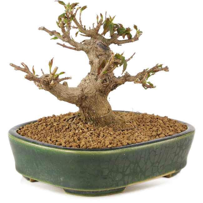 Acer buergerianum, 10,5 cm, ± 10 years old