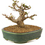 Acer buergerianum, 10,5 cm, ± 10 anni