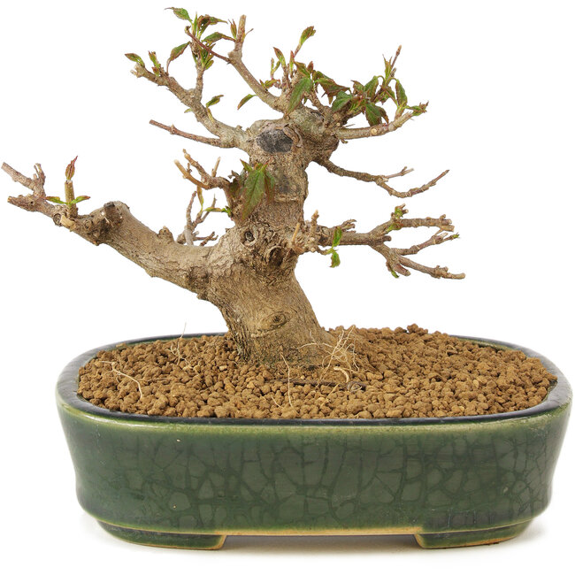 Acer buergerianum, 10,5 cm, ± 10 years old