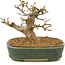 Acer buergerianum, 10,5 cm, ± 10 anni