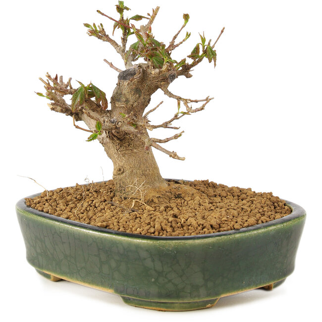 Acer buergerianum, 10,5 cm, ± 10 ans