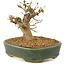 Acer buergerianum, 10,5 cm, ± 10 anni