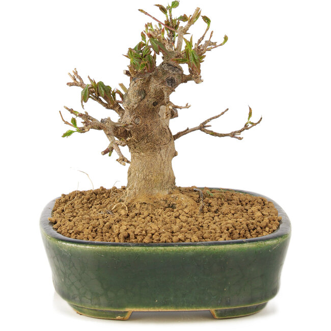 Acer buergerianum, 10,5 cm, ± 10 ans