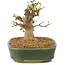 Acer buergerianum, 10,5 cm, ± 10 anni