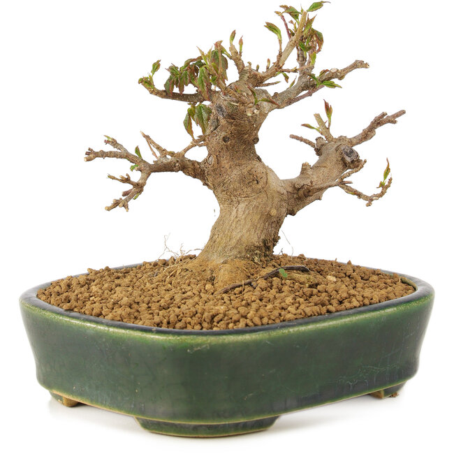 Acer buergerianum, 10,5 cm, ± 10 jaar oud