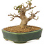 Acer buergerianum, 10,5 cm, ± 10 anni