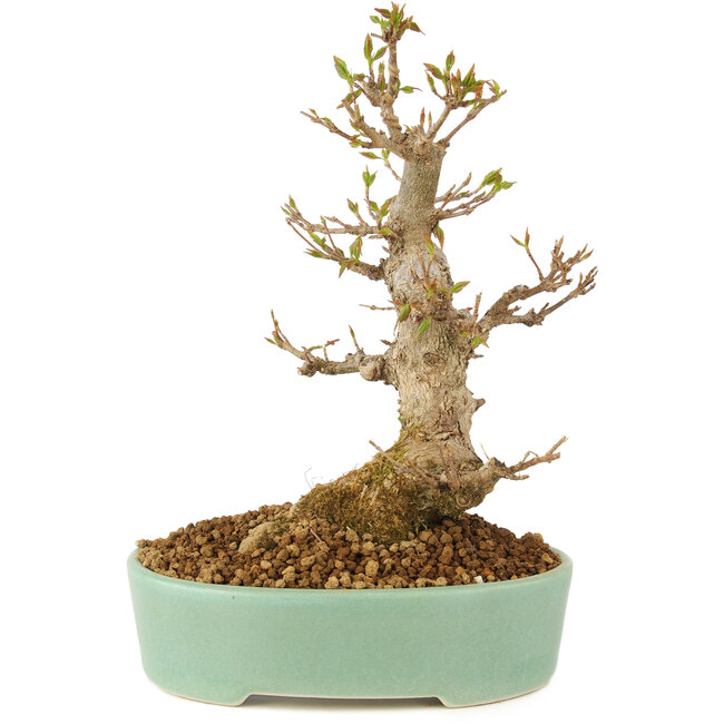 Acer buergerianum, 18 cm, ± 10 ans