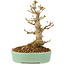 Acer buergerianum, 18 cm, ± 10 jaar oud