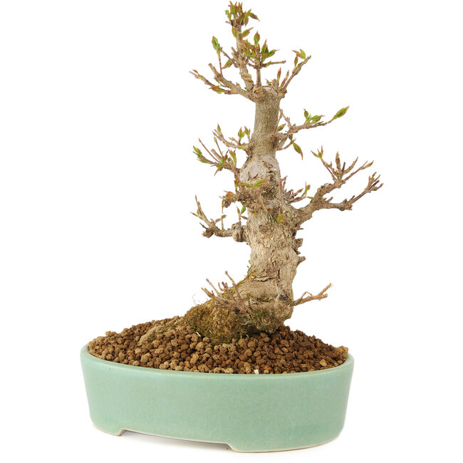 Acer buergerianum, 18 cm, ± 10 anni