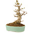Acer buergerianum, 18 cm, ± 10 jaar oud