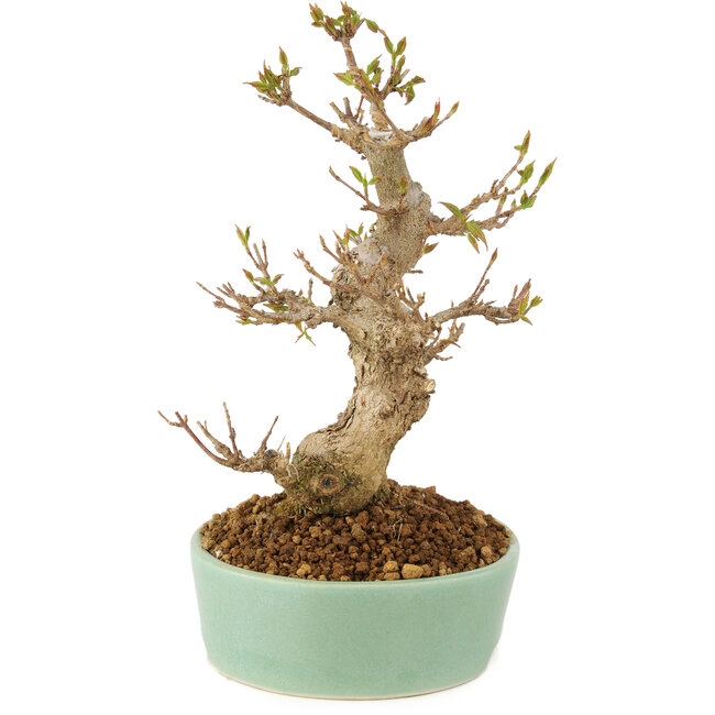 Acer buergerianum, 18 cm, ± 10 Jahre alt