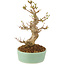 Acer buergerianum, 18 cm, ± 10 anni